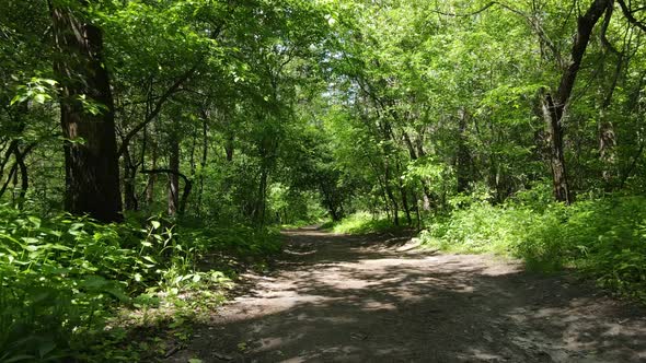 Trees in the Forest By Summer Day