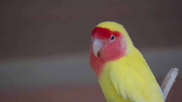 Close up Of Fischer's Lovebird Looking Around In Its Habitat.