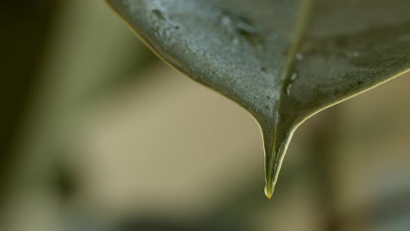 Stream of Water from Plant