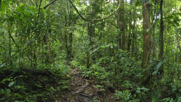 Walking in a tropical forest with lianas hanging down and many grades of green 