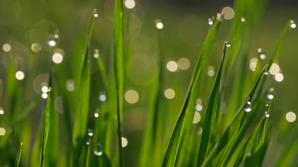 Adjusting Focus on Green Blades of Grass That Have Dew Water Drops on Them. Close-up Slow Motion