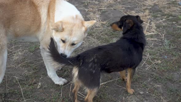 A Large Dog Removes Fleas From a Small Dog. The Two Dogs Became Friends.