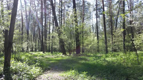 Green Forest During the Day Aerial View