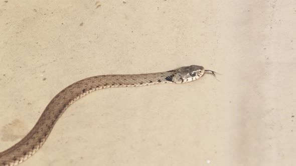 Poisonous Snake Crawls Along the River Bank. Slow Motion