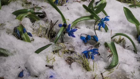 Blue Snowdrop and Snow Melts in Spring