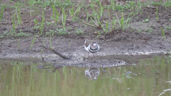 Three-banded plover drinking from a lake
