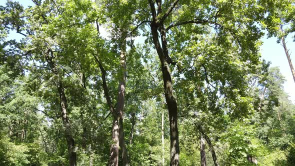 Trees in the Forest During the Day