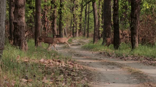 Group of Deer crossing the road