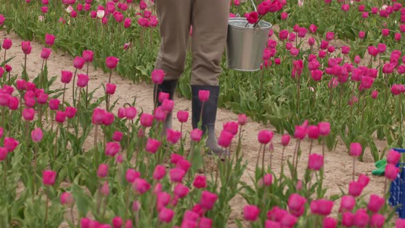 Unrecognizable Female Gardener Farmer Legs Walking Among Raws of Red Pink Tulips
