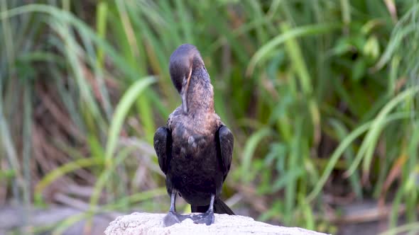 A black neotropic cormorant resting on a rock while grooming its feathers with its beak surrounded b