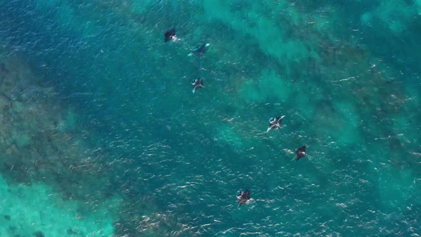 Six mantarays swimming against current in shallow tropical water of Fiji, aerial