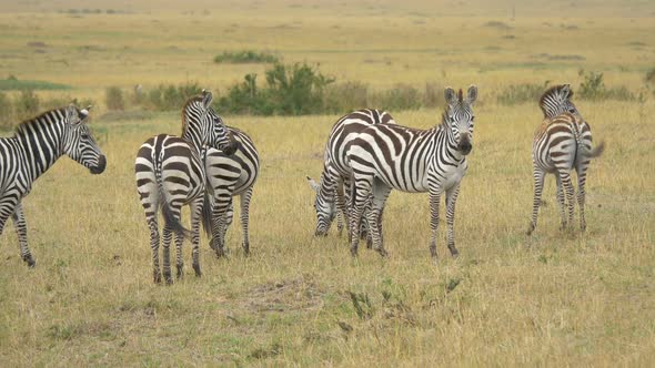 Zebras grazing and walking