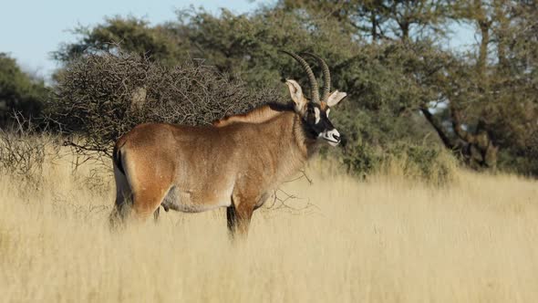 Roan Antelope In Grassland - South Africa