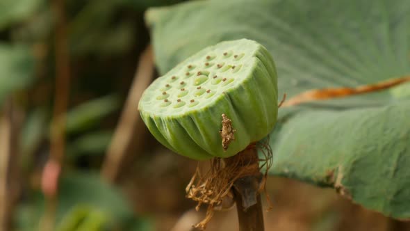 Bug and Lotus Flower