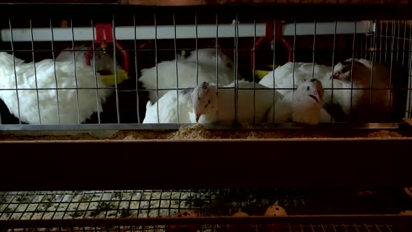 Feeding Quails on the Farm