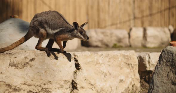 Close up of Yellow-footed rock-wallaby standing on the rock. BMPCC 4K