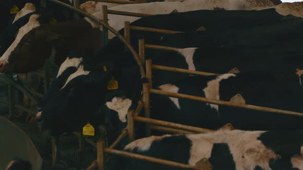 Adult Cows with Tags on Ears on Automated Milking