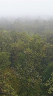 Vertical Video Fog in the Forest Aerial View