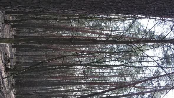 Vertical Video of Trees in a Pine Forest Slow Motion