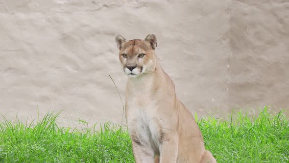 adult cougar (Puma concolor) in captivity stares around. Puma in the zoo, the Mountain Lion