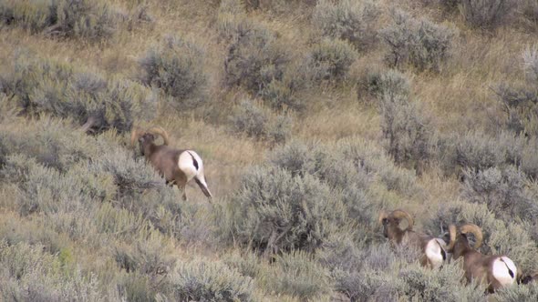 Four bighorn sheep walking through sagebrush