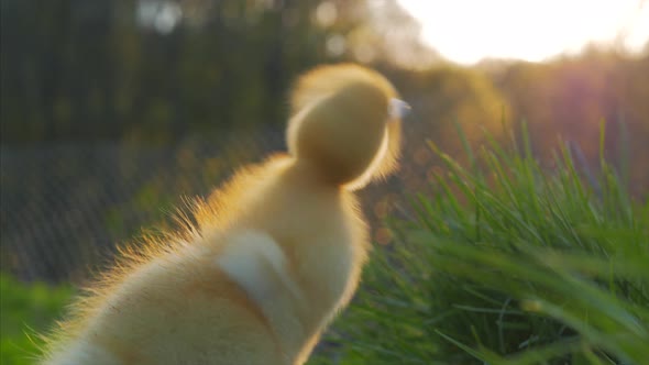 Cute Domestic Gosling Sitting in Green Grass Outdoor. 