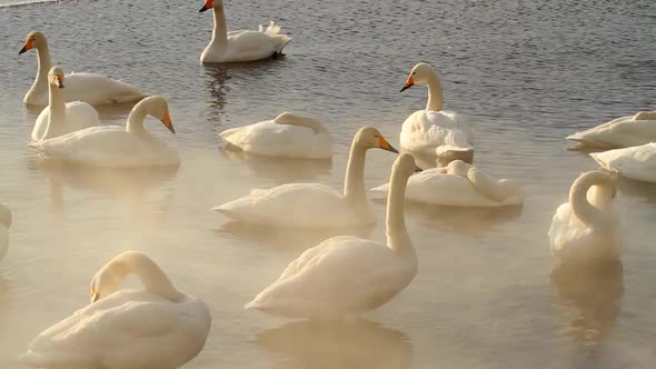 Swans in the Myst Hokkaido Japan