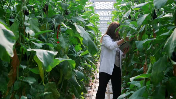 Scientist with digital tablet examining plants in the greenhouse 4k