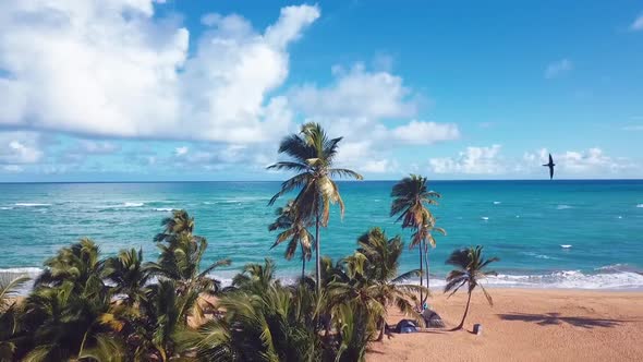 Beach With Palmstree In The Caribbean Look The Paradise In 60fps 2
