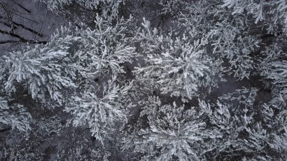 Close Aerial Directly Above Snow Coverd Trees