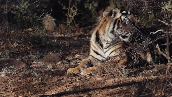 Two juvenile Bengal Tigers enjoy cool of shade in quiet evening light