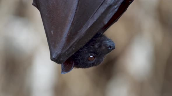Close up shot of a large flying fox resting peacefully upside down wrapped in his wings