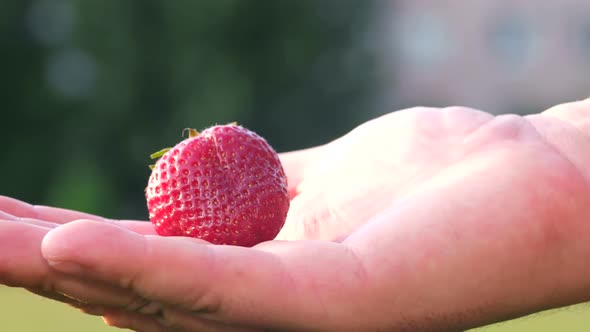 Strawberry Berry in a Man's Hand