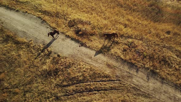 Aerial View of Horses Walking in Field in Countryside