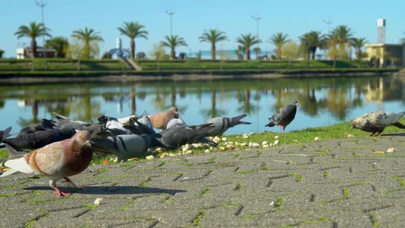 Large flock of pigeons pecks at pieces of bread scribbled on sidewalk in park.