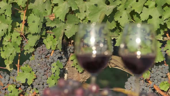 Red wine tasting glass in vineyards agriculture field