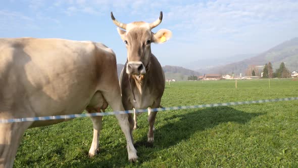 A cow is looking into the camera until another one pushes her away.