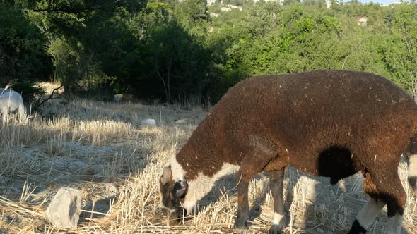 Farming Ewe