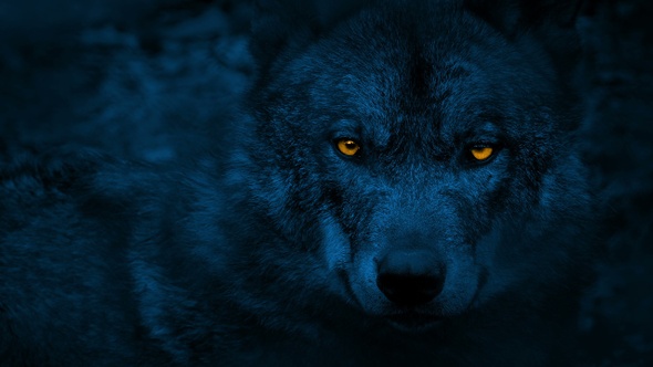 Wolf Looking Around With Glowing Eyes At Night