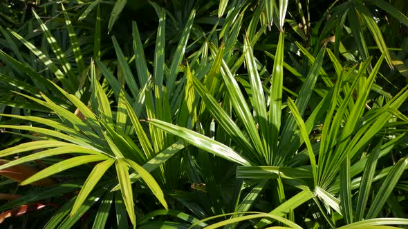 Blurred Close Up, Bright Juicy Exotic Tropical Jungle Leaves Texture Backdrop, Copyspace. Lush