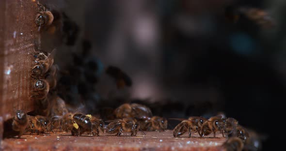 |European Honey Bee, apis mellifera,Black bees at the entrance of the hive