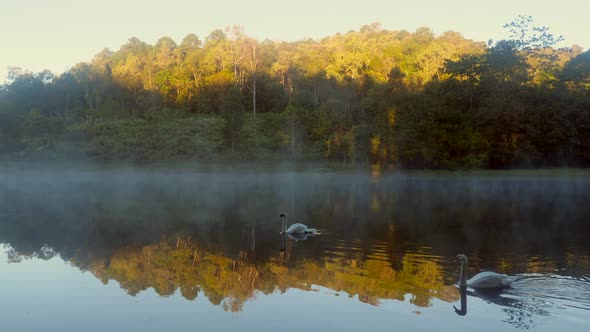Two Beautiful White Swans Swimming on a Misty River in Early Morning