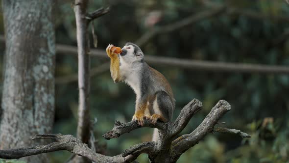 Static Shot of Squirrel Monkey on a tree limb enjoying a piece of fresh fruit.