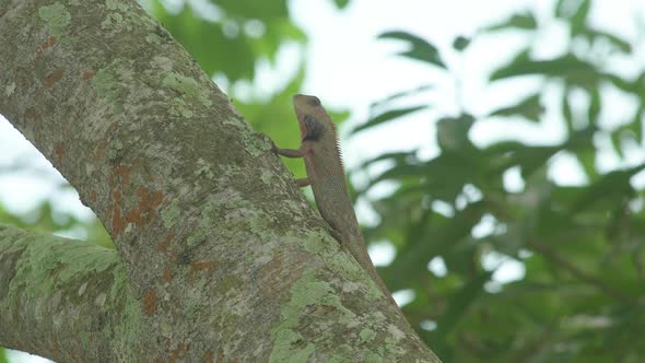 Wild changeable lizard on tree with ants [4K]