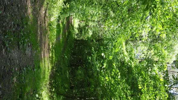 Vertical Video of Forest Landscape in Summer Slow Motion