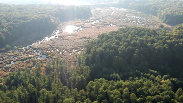 Beautiful flight in the morning over the forest, swamp.