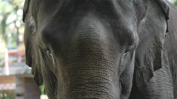 Closeup of an Elephant with Expressive Eyes and Large Swaying Ears on a Sunny Day