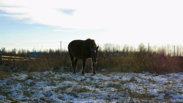 a Lone Horse Grazes in a Meadow in the Fall Picking the Last Grass Out of the Snow in the Evening