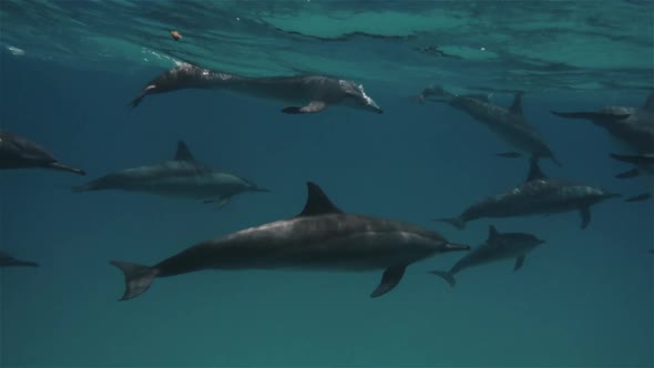 Wildlife Nature. Pod of Dolphins Playing in the Blue Water of Red Sea. Underwater Shot of Wild