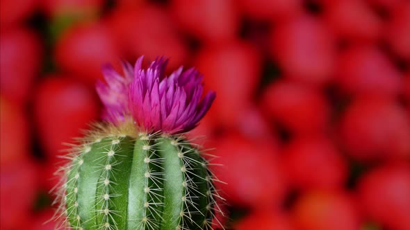 Green Cactus with Sharp Needles and Pink Purple Flower